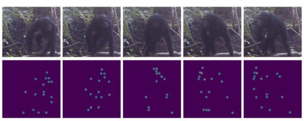 On the top row, we can see a series of images, captured by a camera trap, of a chimpanzee walking through the forest. On the bottom row, the images show how our algorithm automatically translates the chimpanzees’ body walking movements into simple colored dots (called heatmaps) that track the chimpanzee’s skeletal structure actions and bodyparts (such as joints, eyes, ears,…) positions. This method provides a clear and simplified visualization of the behavior for further machine learning analysis (for automatic behaviour detection from videos), and drastically reduces the computational complexity and overall power consumption.