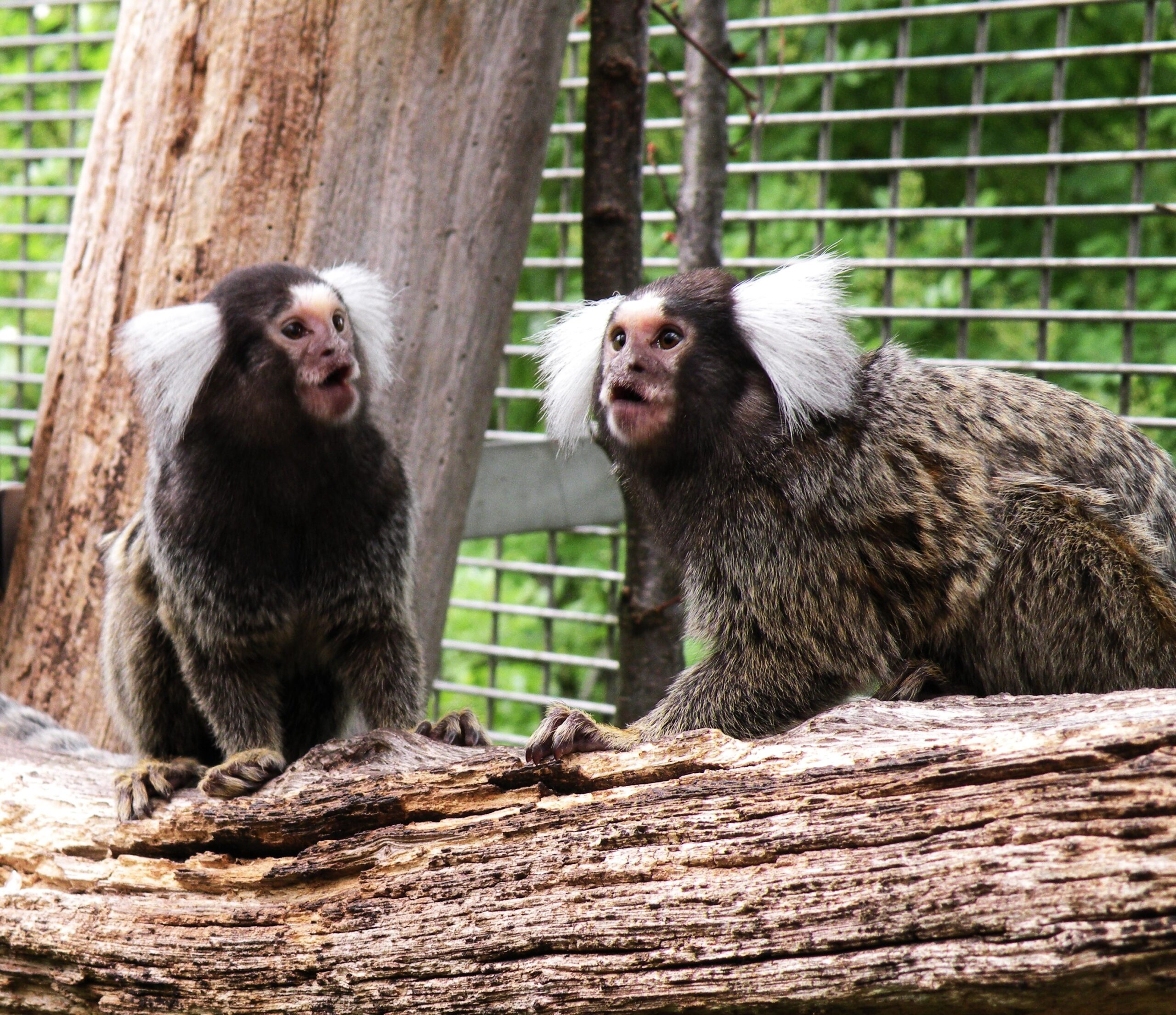 Marmoset monkeys © Judith M. Burkart