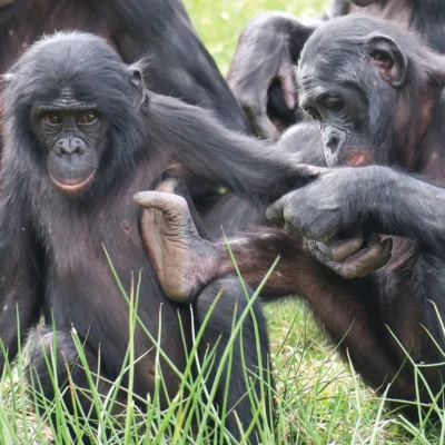 Bonobos (Pan paniscus) bei der Koordination einer sozialen Pflegeaktivität. Foto aufgenommen in La Vallée des Singes, Frankreich © Raphaela Heesen und Anne Régnier.